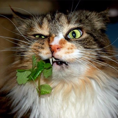 CatsOnCatnip's profile picture. A Twitter for cat lovers by cat lovers.