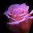 dianadancer's profile image