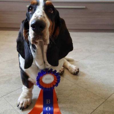 Amo gli animali soprattutto i Bassethound sono unici nel loro genere