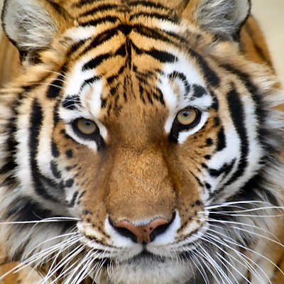 義虎（旧：寅吉Δ）