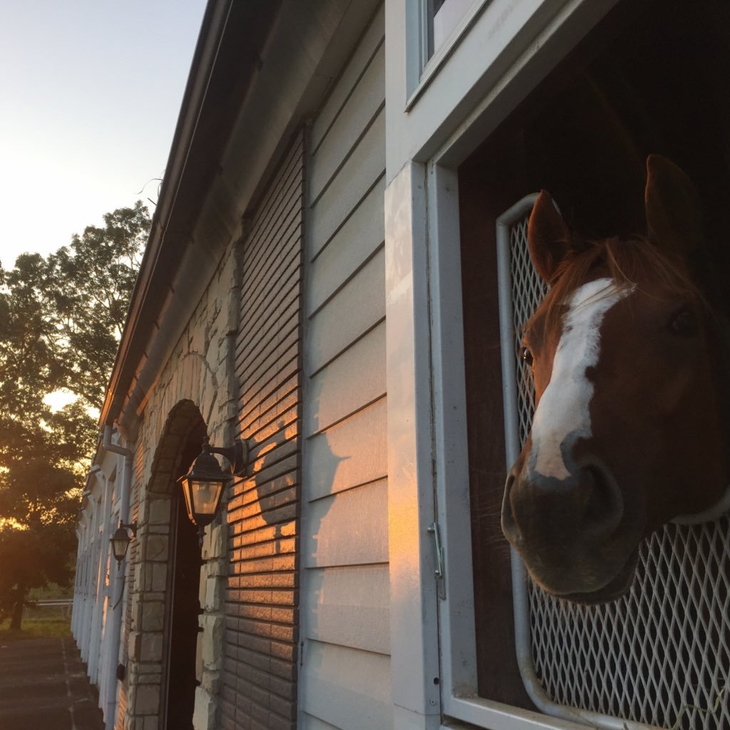 株式会社Tomorrow Farm 競走馬の馴致、育成、休養 2014年設立 代表取締役齋藤野人