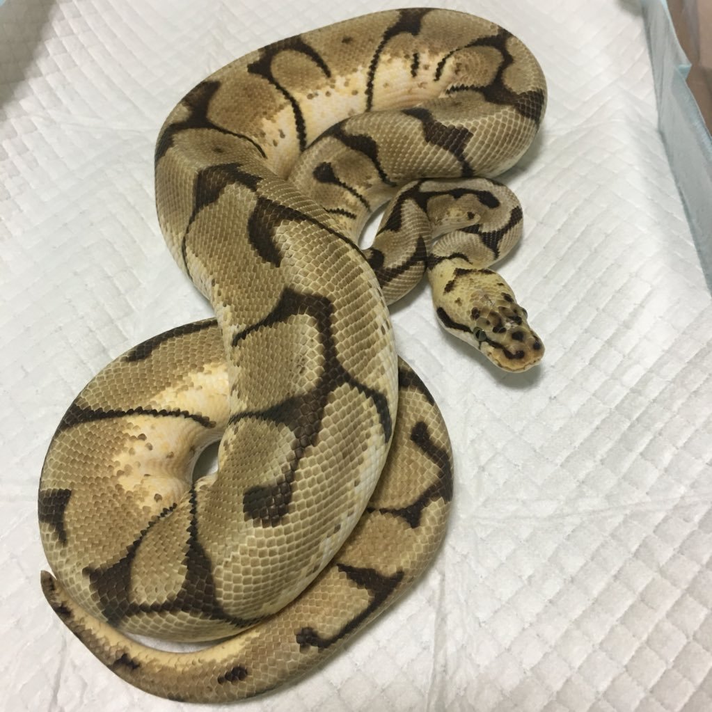 ballpython_'s profile picture. 多忙につき更新中止中
