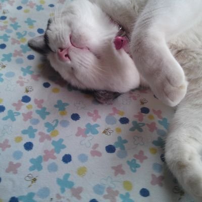 梨沙さんのプロフィール画像