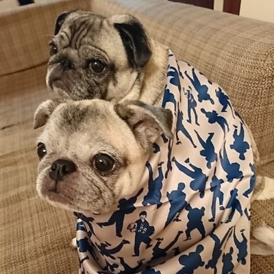 星野源、Official髭男dismファンのダンナサマ&愛するパグと横浜で暮らす主婦▽^ェ^▽
@直源の会