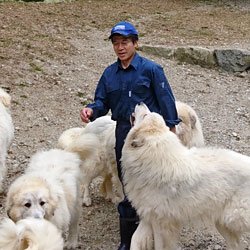 三重県松阪市飯高町（奈良県の県境）でグレートピレニーズのブリーダーをしております。犬舎の名前はスリーシスターズといいます。