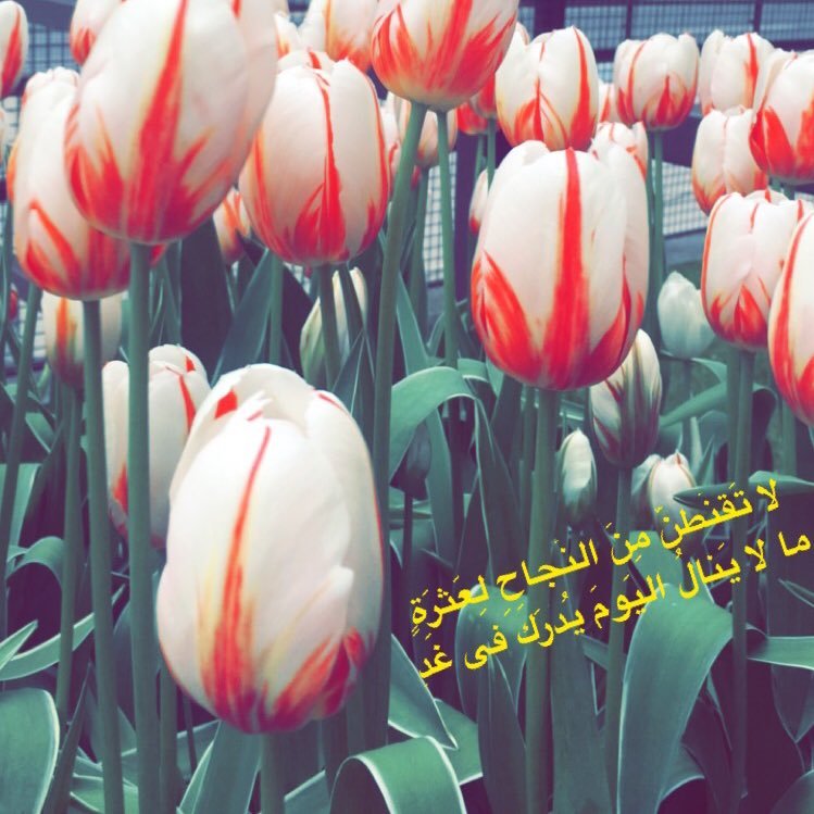 rooza4510's profile picture. معلمة كيمياء -مدرسة الموهوبين التقنية -مدربة للأولمبيادات العلمية  تعليم STEM مدربة F1 in schools خبرات جامعة تورينتو كندا