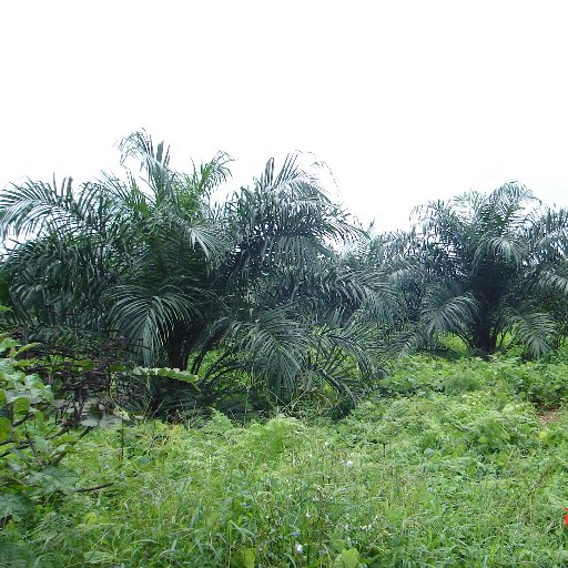 arcanoblanco's profile picture. Economista. Productor agrícola.