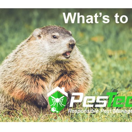 We are a fully licensed Pest Control Company located in Darien Connecticut.  We service both residential and commercial accounts in Fairfield County CT.