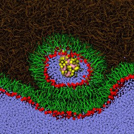 Biological interfaces at nanoscale, cell membranes, tear film, lung surfactant, bio-nonbio interfaces of implants, drugs. At J. Heyrovsky Institute.