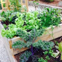 YCHS Garden Club(@ychsgardenclub) 's Twitter Profile Photo