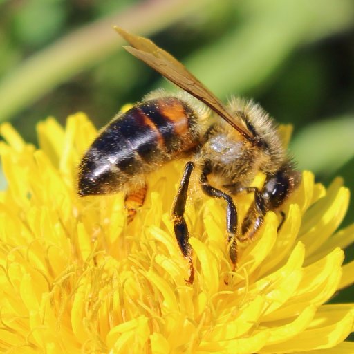 A mi-temps= Paysan : abeilles, chevaux, sylviculture, élevage. A plein temps= ingénieur R&D sur l'énergie photovoltaïque. Tout le temps = papa et amoureux