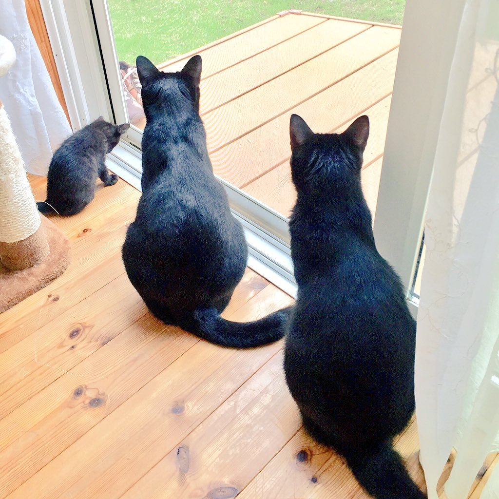 猫垢です。みんな黒猫。 しるきち(兄さん)♂、H28.7生。こまち(姐さん)♀、H28.6生。えいきち(ちー)♂H29.7生。 おりん(おりんちゃん)♀、R1.10生。画像の無断転載✖︎。