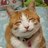 メダカのアイコン