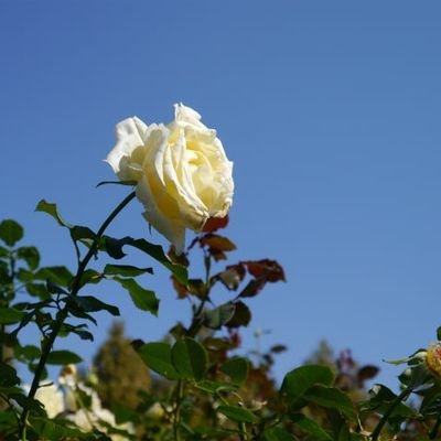 kotorisan_me's profile picture. 