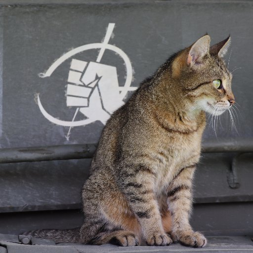 BohemiaKitteh's profile picture. tacticat purredatorz // 

Ms. Bohemia Cat® signed 😼 // 

Mr. Bohemia Fluff signed 🦁 //