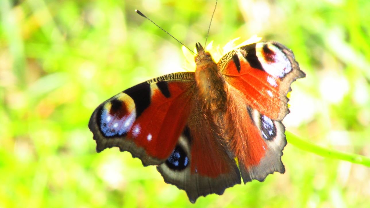 Bióloga, docente, amante de la naturaleza, los animales, la verdad, la ética. Convencida que Petro necesita nuestra ayuda para construir el pais que queremos