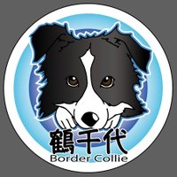 ボーダーコリー鶴千代 (@bc_tsuruchiyo) 's Twitter Profile