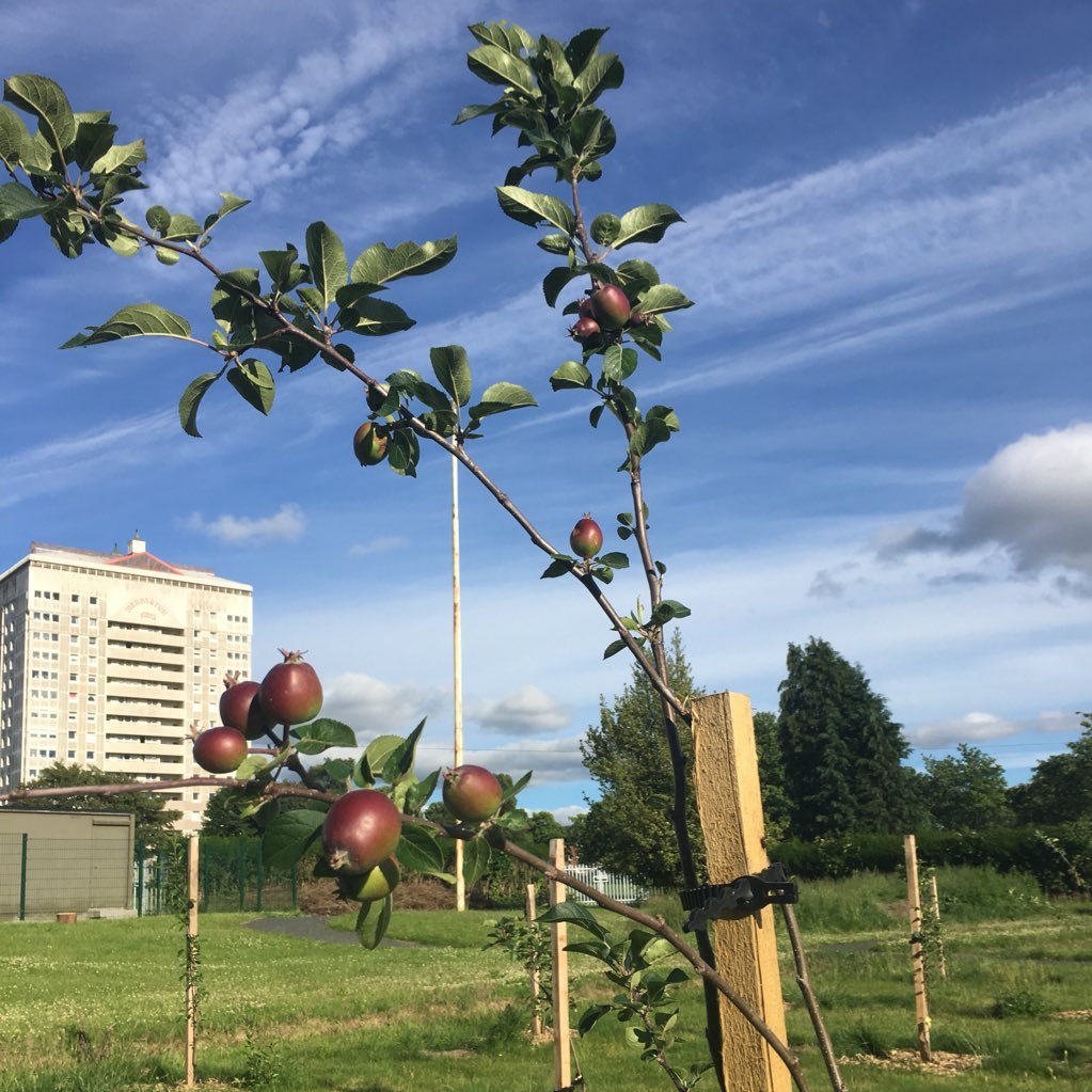 The Coatbridge Community Orchard is located in the West End Park. If you would like to get involved please contact us 😃