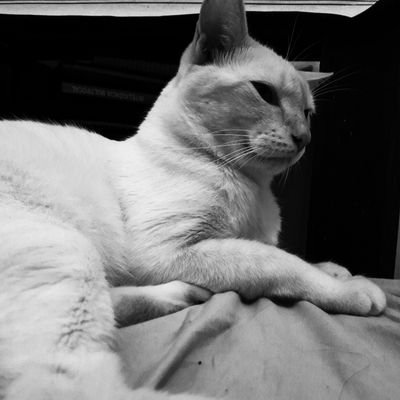 Sebastiam031998's profile picture. Amor pra gatos