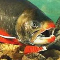 charborg 🐟 (@charborgg) 's Twitter Profile Photo charborg 🐟 (@charborgg) 's Twitter Profile Photo