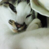 ＩＫＵＫＯ (@ikutwit) 's Twitter Profile