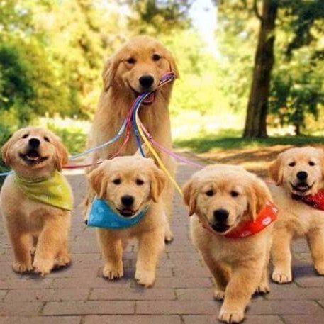 DOGS ○ The place for Puppy Pawrents to share and indulge on pictures of adorable dogs! ○ Follow this page and Tag @PuppyPawrents to be featured :)