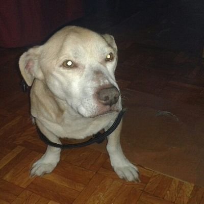 antonioyanyuan's profile picture. 