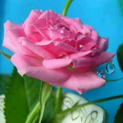 VitVergara's profile picture. Maritus