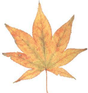 mapleseeds's profile picture. アメリカ赴任から帰ってきたのを契機にTwitterはじめました。
まだ、よく仕組みは理解できてません。。。
よろしくお願いします！