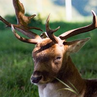 JMaska (@jmaskaro) 's Twitter Profile