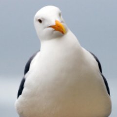 kipstergull Profile Picture