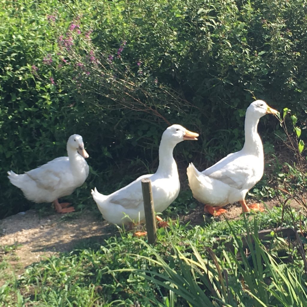 Sallysally00's profile picture. ＵNCHAIN、ジェーチャリを中心に私の世界は回っている