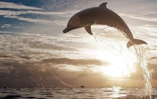 Opal917's profile picture. 