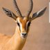 الغزال الذهبي (@hrafrlklra) Twitter profile photo الغزال الذهبي (@hrafrlklra) Twitter profile photo