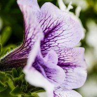 GreenArt (@greenarttweets) 's Twitter Profile Photo