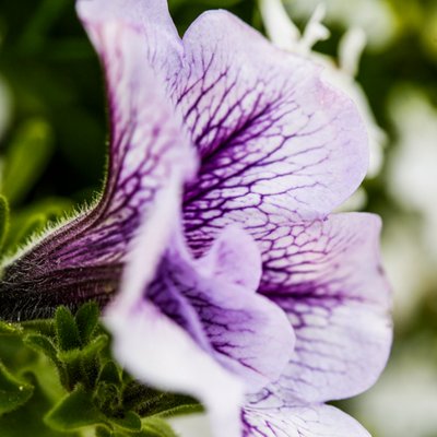 GreenArt (@GreenArtTweets) | Twitter