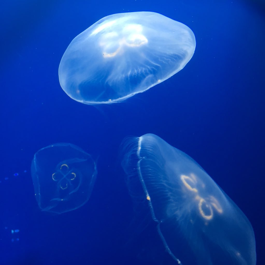 yamagatakimiya's profile picture. 群馬→TSM西葛西 DJナレーターコースを最高の後輩、師匠に見守られ卒業！ラジオ ディレクター、ミキサーをやらせてもらってます！