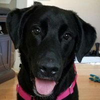 Lisa (@lcslapchop) 's Twitter Profile