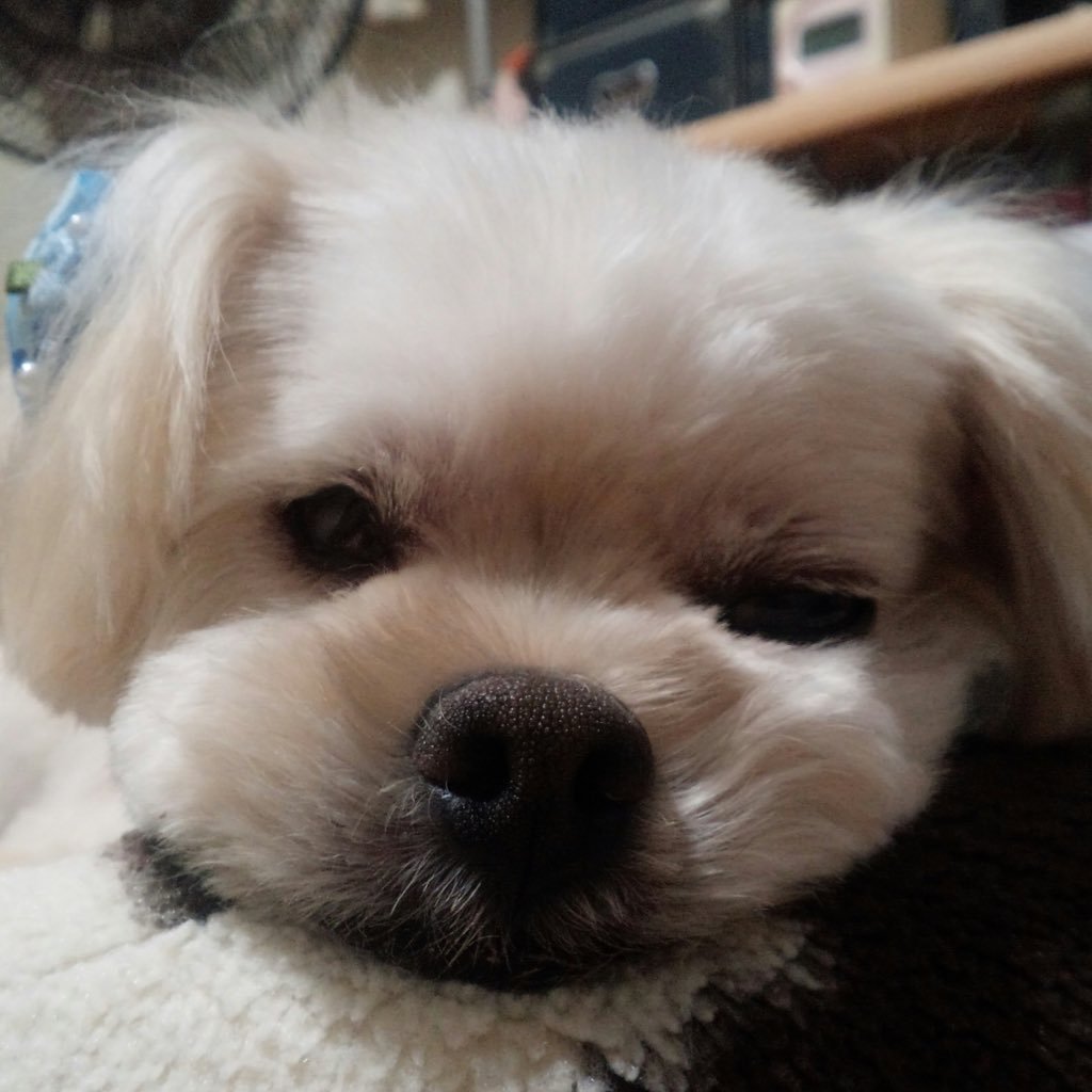 岡本 英也 Ohkdya Twitter 岡本 英也 Ohkdya Twitter