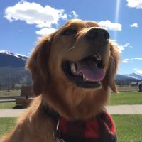 Maple(@MapletheGolden) 's Twitter Profile Photo