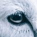 James Rebanks (@herdyshepherd1) Twitter profile photo James Rebanks (@herdyshepherd1) Twitter profile photo