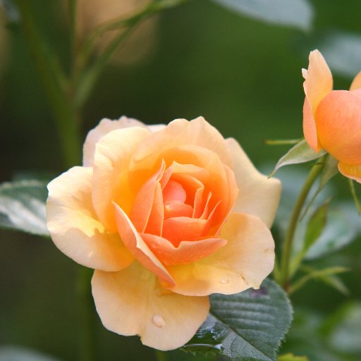 matandjanine's profile picture. Mainly Mat but sometimes Janine too!!