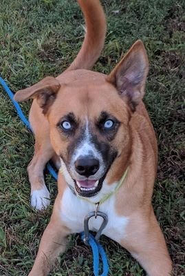 johnnytropics's profile picture. 