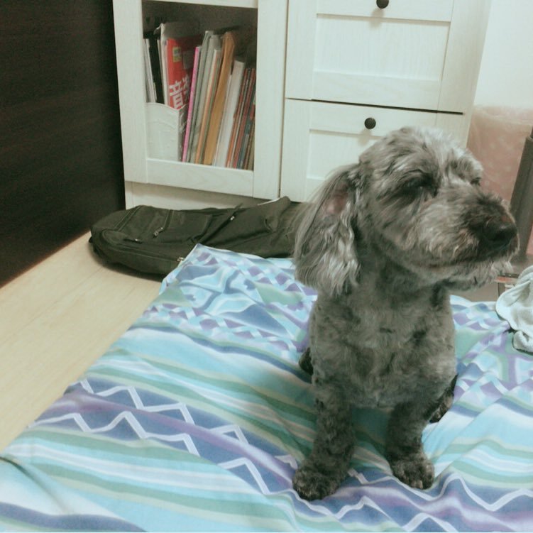 ruxusuke's profile picture. 