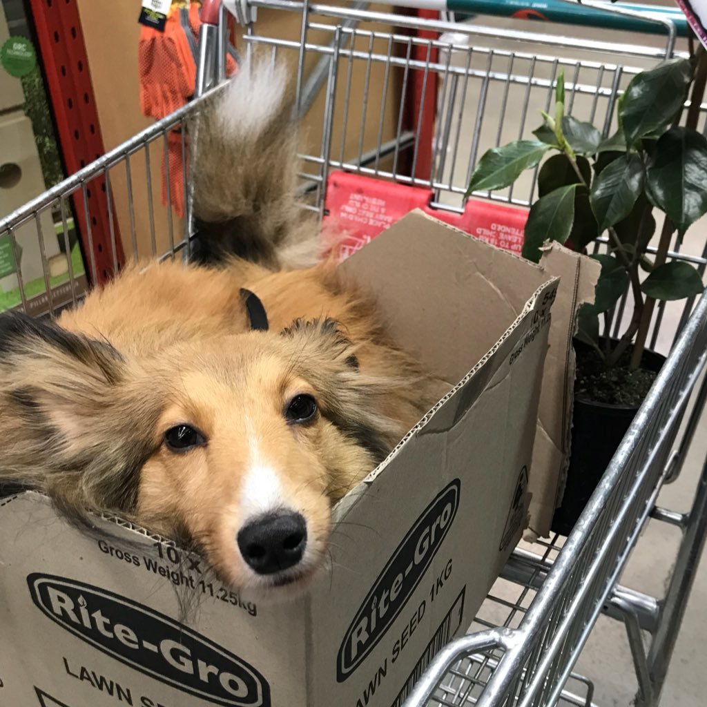 milo_sheltie's profile picture. #Sheltie from #Tasmania, @pyrotechnika and @tarrin_k are my daddy and mummy. #shetlandsheepdog #sheltiesoftwitter #sheltiesofinstagram