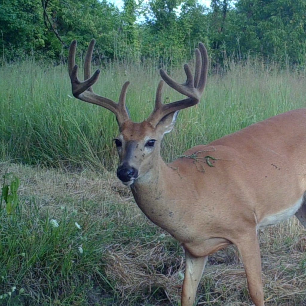 The only web site devoted to buck names! With over 1,000 names to pick from, chosing an unique name for your trail cam trophies couldn't be easier.