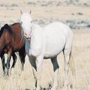 Lane Marshall - @catch2horns - Twitter