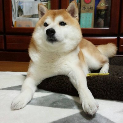 犬 はだしのゲンのコラ画像面白すギギギwwwww Http T Co Emblxzzz Ajyajya