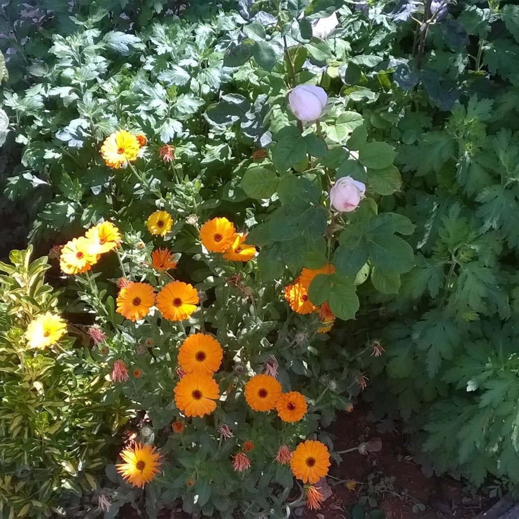 sunflowers, sunshine and kindness 🌻...