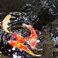 enchoilada's profile picture. To fuck around is human, to find out is divine